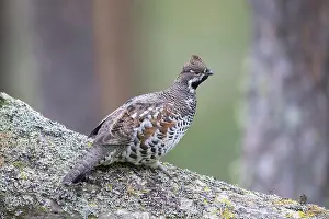 Hazel: Hazel Grouse - adult cock in a forest - Sweden