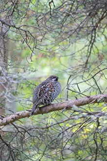 Hazel: Hazel Grouse - adult cock in a forest - Sweden