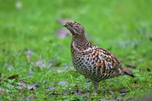 Bonasa: Hazel Grouse adult female