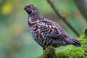 Bonasa: Hazel Grouse adult female
