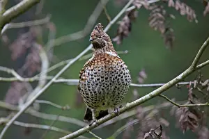 Bonasa: Hazel Grouse adult female perched on a twig
