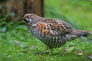 Bonasa: Hazel Grouse adult male
