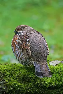 Bonasa: Hazel Grouse adult male