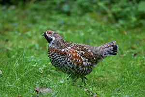 Bonasa: Hazel Grouse adult male