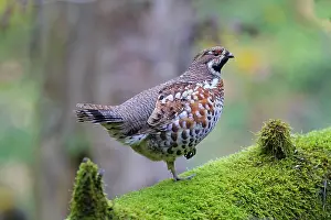 Bonasa: Hazel Grouse adult male