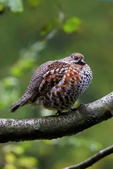 Bonasa: Hazel Grouse adult male perched on a twig