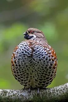 Hazel: Hazel Grouse adult male perched on a twig