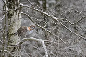 Vision: Hazel Grouse (Bonasa bonasia) male stretching on
