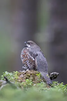 Hazel: Hazel Grouse - calling cock in a forest - Sweden