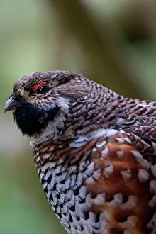 Bonasa: Hazel Grouse portrait of adult male