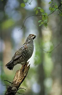 Sings: Hazel Hen / Hazel Grouse - adult male sings defending
