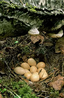 Bonasia: Hazel Hen / Hazel Grouse - eggs in typical nest