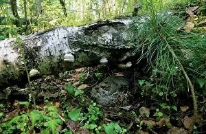 Birches: Hazel Hen / Hazel Grouse - female sits on nest