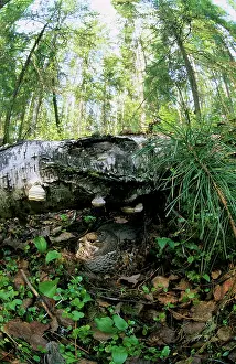 Birches: Hazel Hen / Hazel Grouse - female sits on nest