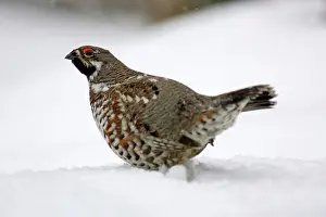 Bonasia: Hazel Hen / Hazel Grouse - male in winter, courtship