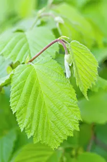 Hazels: Hazel Leaves - fresh leaves in spring