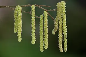 Hazels: Hazel - male catkins in flower
