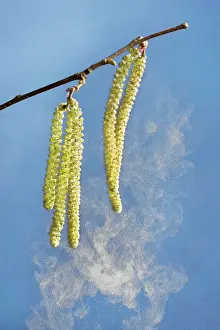 Hazels: Hazel - male catkins in wind with pollen
