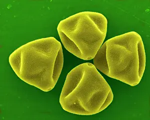 Granule: Hazel Pollen