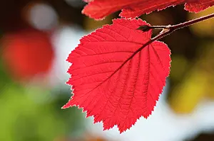 Maxima: Hazel, Purple leaved filbert, Corylus maxima Purpurea, bac