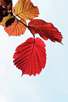 Maxima: Hazel, Purple leaved filbert, Corylus maxima Purpurea, bac