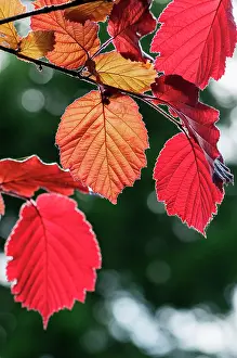 Maxima: Hazel, Purple leaved filbert, Corylus maxima Purpurea, bac