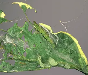 Webbed: Hazel tortrix moth caterpillar
