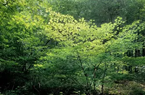 Hazels: Hazel Tree