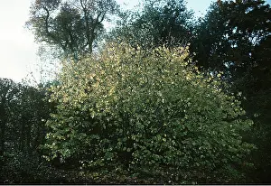 Hazel: HAZEL - full tree