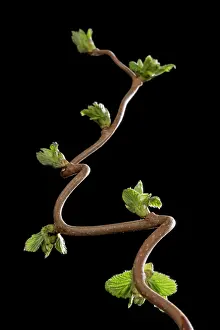 Corylus: Hazel-Tree - leaf bud opening in spring