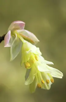 Pauciflora: Hazel