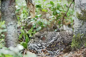 Bonasia: Hazelhen or Hazel Grouse - Female on Nest