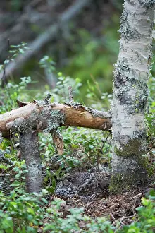 Bonasia: Hazelhen or Hazel Grouse - Female on Nest