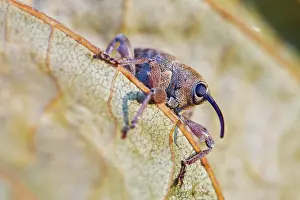 Borer: Hazelnut borer