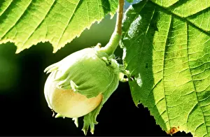 Nuts: HAZELNUT - close-up on plant