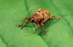 Weevils: Hazelnut WEEVIL