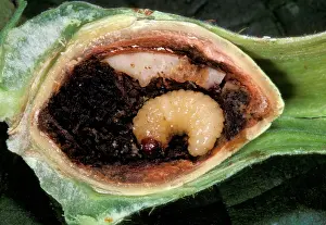 Weevils: Hazelnut Weevil - larva in an hazelnut