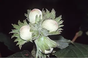 Nuts: HAZELNUTS
