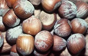 Nuts: HAZELNUTS