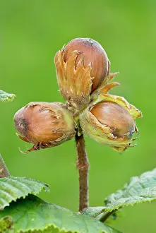 Corylus: Hazelnuts Autumn