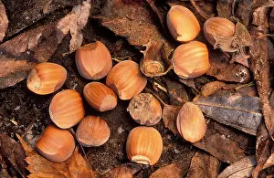 Hazels: Hazelnuts - on forest floor