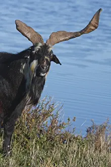 Dicotyledons: He-goat with horns in the asymmetric Glasswort Var France