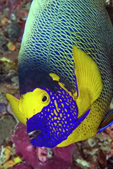 Shimlock: Detail of head of angelfish, Raja Ampat