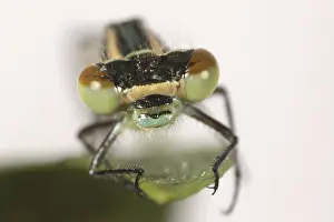 Mouthparts: Head of Azure Damselfly