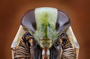 Double: Head of a backswimmer (Notonecta) in frontal view
