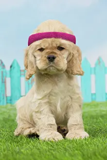 Sporty: Dog