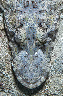 Scorpaeniformes: Head of a de Beaufort's crocodile flathead (Cymbacephalus