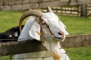 Billy: Head of Billy goat peering through fence