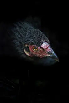 Blacks: Head Black Hen - Amapa Brazil