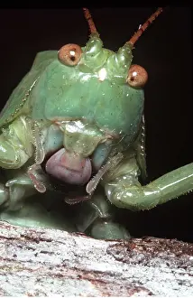 Cricket: HEAD OF BUSH-CRICKET
